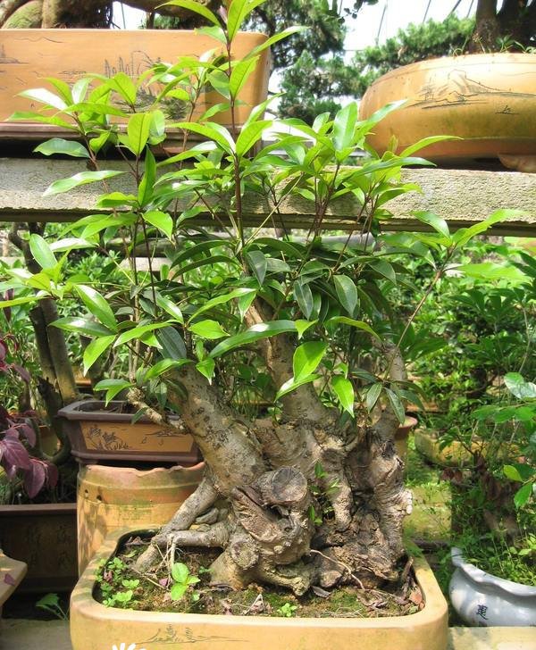 桂花盆景图片四