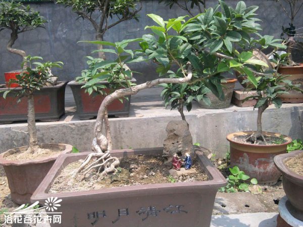 桂花盆景图片六