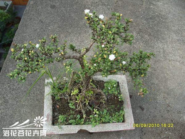 六月雪盆景图片二