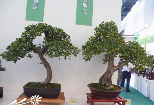 银杏盆景图片三