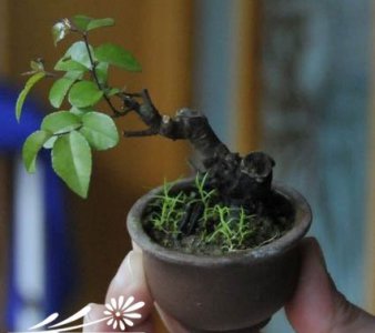 雀梅盆景介绍 雀梅盆景图片欣赏
