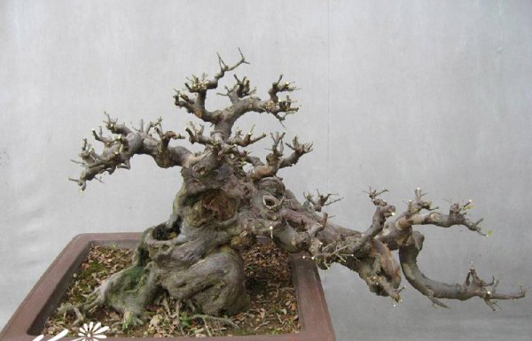 雀梅盆景图片三