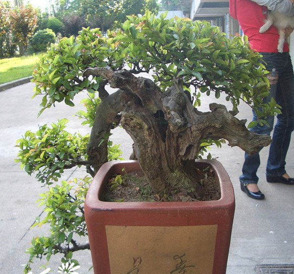 雀梅盆景图片六