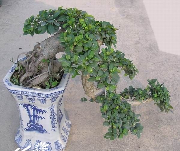榕树盆景图片一
