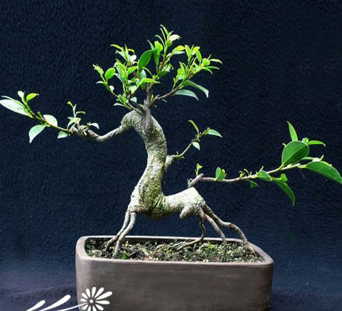 榕树盆景图片三