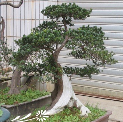 罗汉松盆景图片一