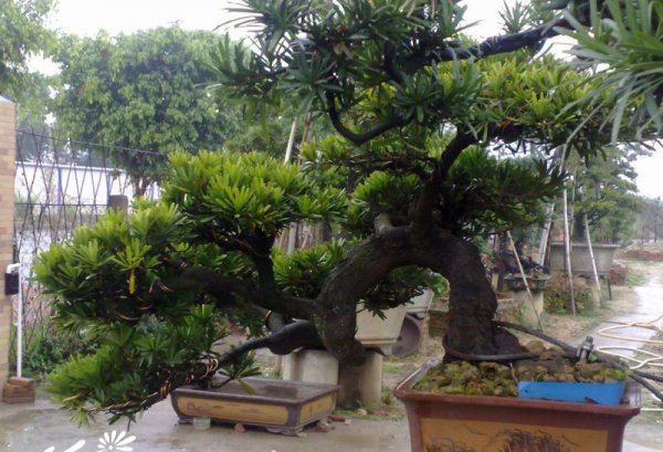 罗汉松盆景图片二