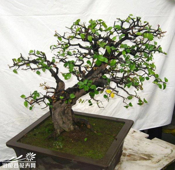 榆树盆景图片三