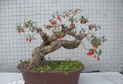 枸杞盆景简介 枸杞盆景图片大全