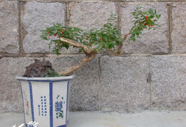 枸杞盆景图片四