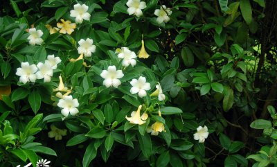 非洲茉莉详解 非洲茉莉照片图