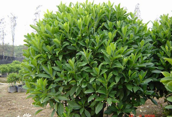 非洲茉莉图片二