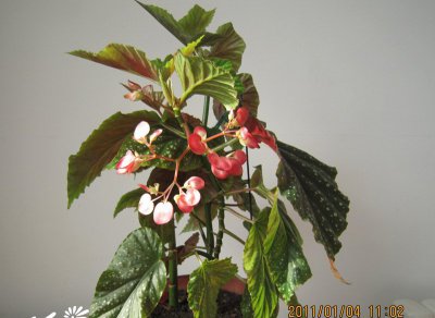 竹节海棠详解 竹节海棠照片图