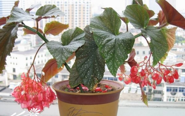竹节海棠图片二