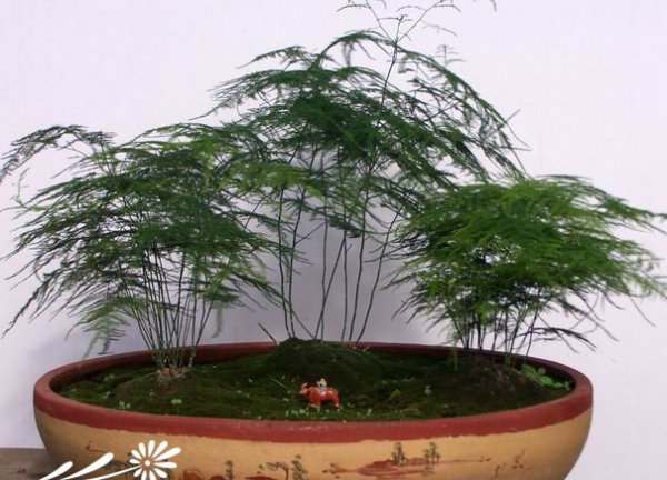 文竹盆景图片二