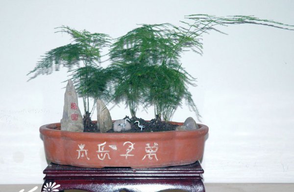 文竹盆景图片四