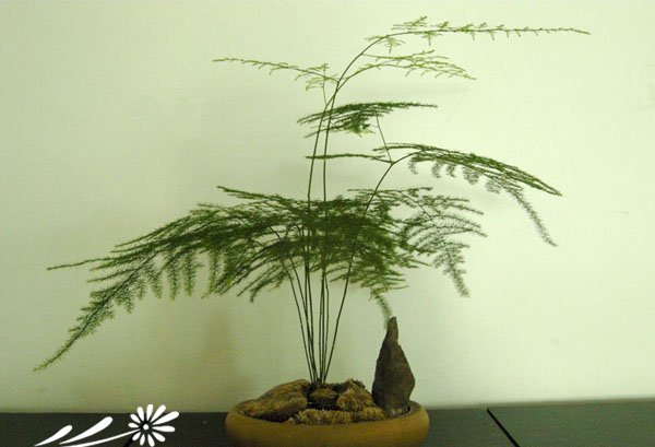 文竹盆景图片五