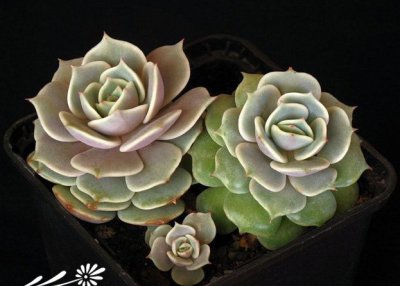 多肉植物宝石花简介 宝石花长什么样图
