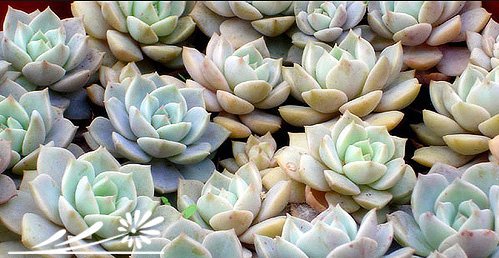 宝石花图片三