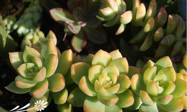 宝石花图片四