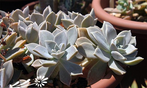 宝石花图片五