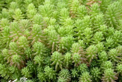 多肉植物薄雪万年草介绍 薄雪万年草照片图