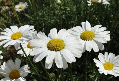 宿根花卉除虫菊介绍 除虫菊照片图