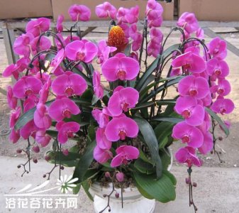 兰科植物蝴蝶兰介绍 蝴蝶兰长什么样图