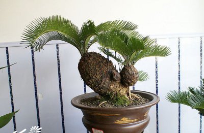 铁树盆景简介 铁树盆景图片大全