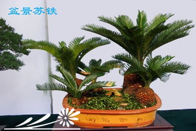 铁树盆景图片七