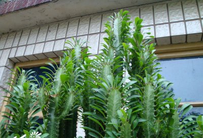 多肉植物量天尺简介 量天尺照片图