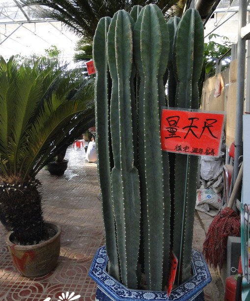 量天尺图片三