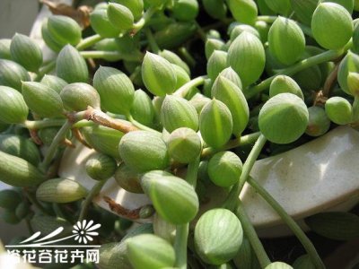 常绿花木珍珠吊兰简介 珍珠吊兰照片图