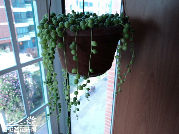 珍珠吊兰图片四