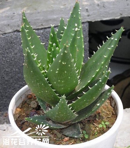 不夜城芦荟图片二