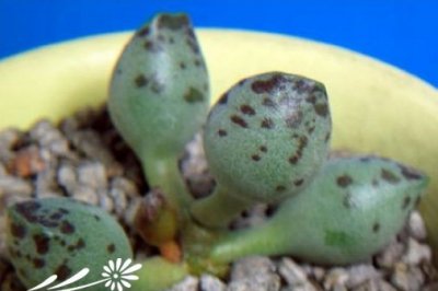 多肉植物南无天锦章介绍 南无天锦章图片欣赏