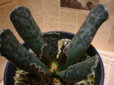 多肉植物库伯天锦章详解 库伯天锦章长什么样图