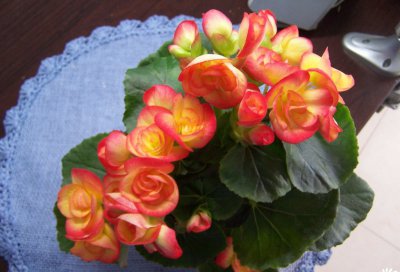 海棠花简介 海棠花图片集