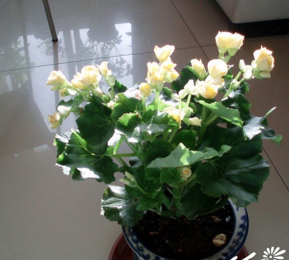 海棠花图片五