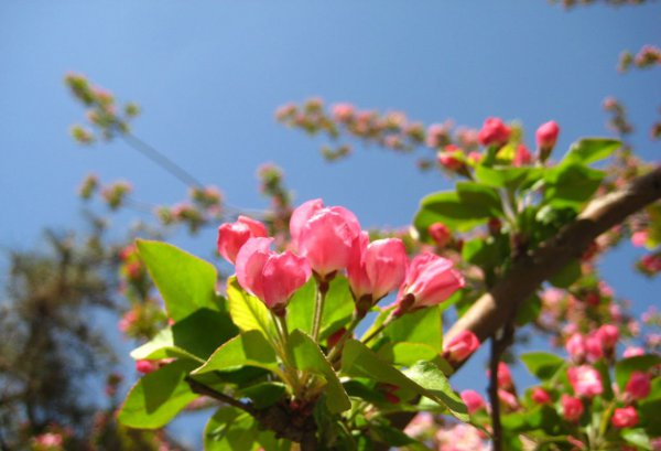 海棠花图片七