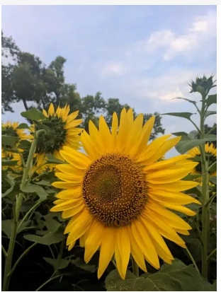 向日葵什么时候开花