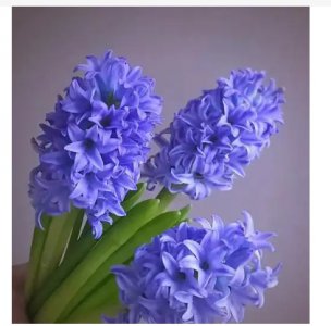 风信子的花语是什么？它有什么寓意？