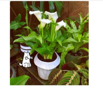 马蹄莲寓意和花语是什么？ 《马蹄莲的寓意与花语是什么？》