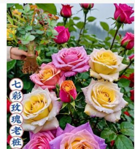 玫瑰的颜色有几种？分别代表什么含义？