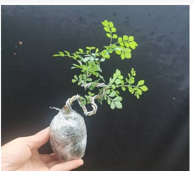 盆景白蜡的养殖方法和注意事项有哪些