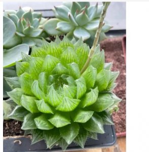 玉露开花是什么颜色？代表什么寓意？
