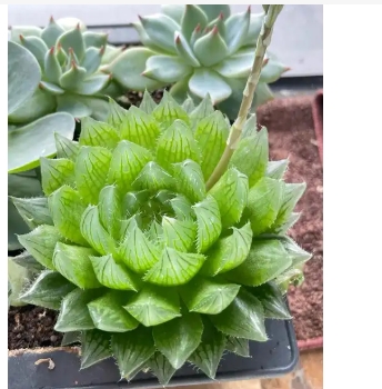 玉露开花是什么颜色