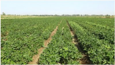 大豆什么时候种合适？怎么种？ 《大豆适宜种植时间及种植方法》