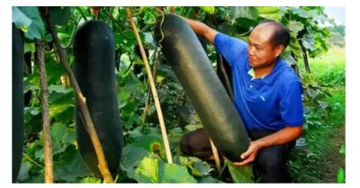 冬瓜最佳种植时间及管理要点？ 冬瓜什么时候种最好？如何管理？