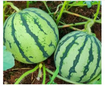 西瓜最佳种植时间是什么时候？ 什么时候种西瓜的时间是最佳？